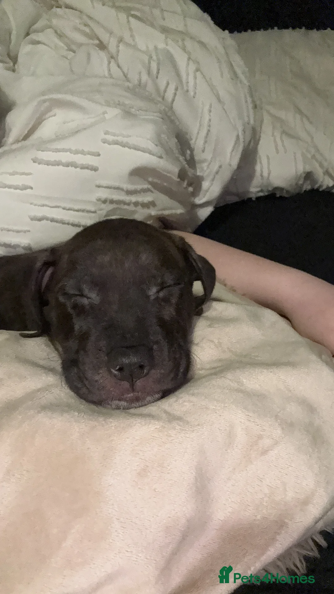 Staffordshire Bull Terrier dogs for sale: Male Tiger Print Staffy - Advert 6