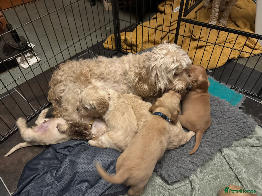 Cockapoo dogs for sale: Wonderful Litter of Cockerpoos, in Belper - Advert 23