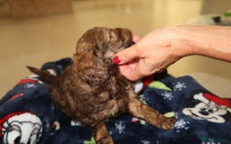 Cockapoo dogs for sale: Beautiful f1b Cockapoo puppy's   - Advert 4