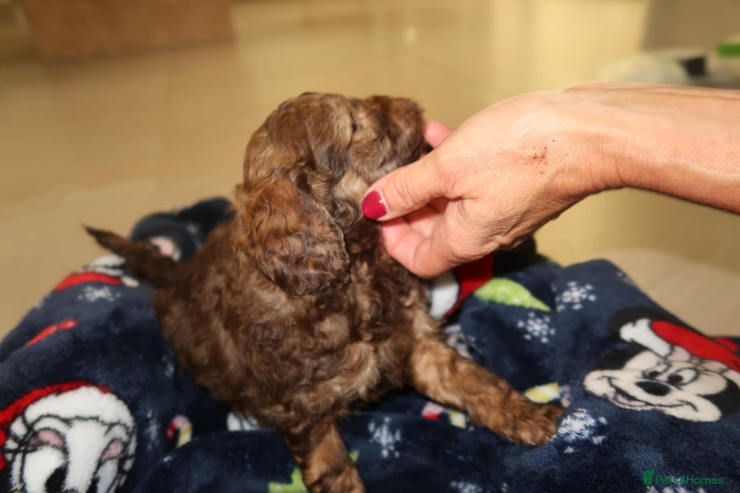 Cockapoo dogs for sale: Beautiful f1b Cockapoo puppy's   - Advert 4
