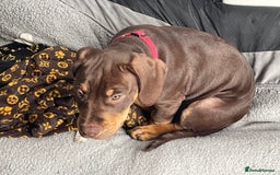 Mixed Breed dogs for sale: Cockerbull - Advert 2