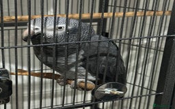 Parrots birds for sale: African Grey Parrot (Male for sale!) - Image 5