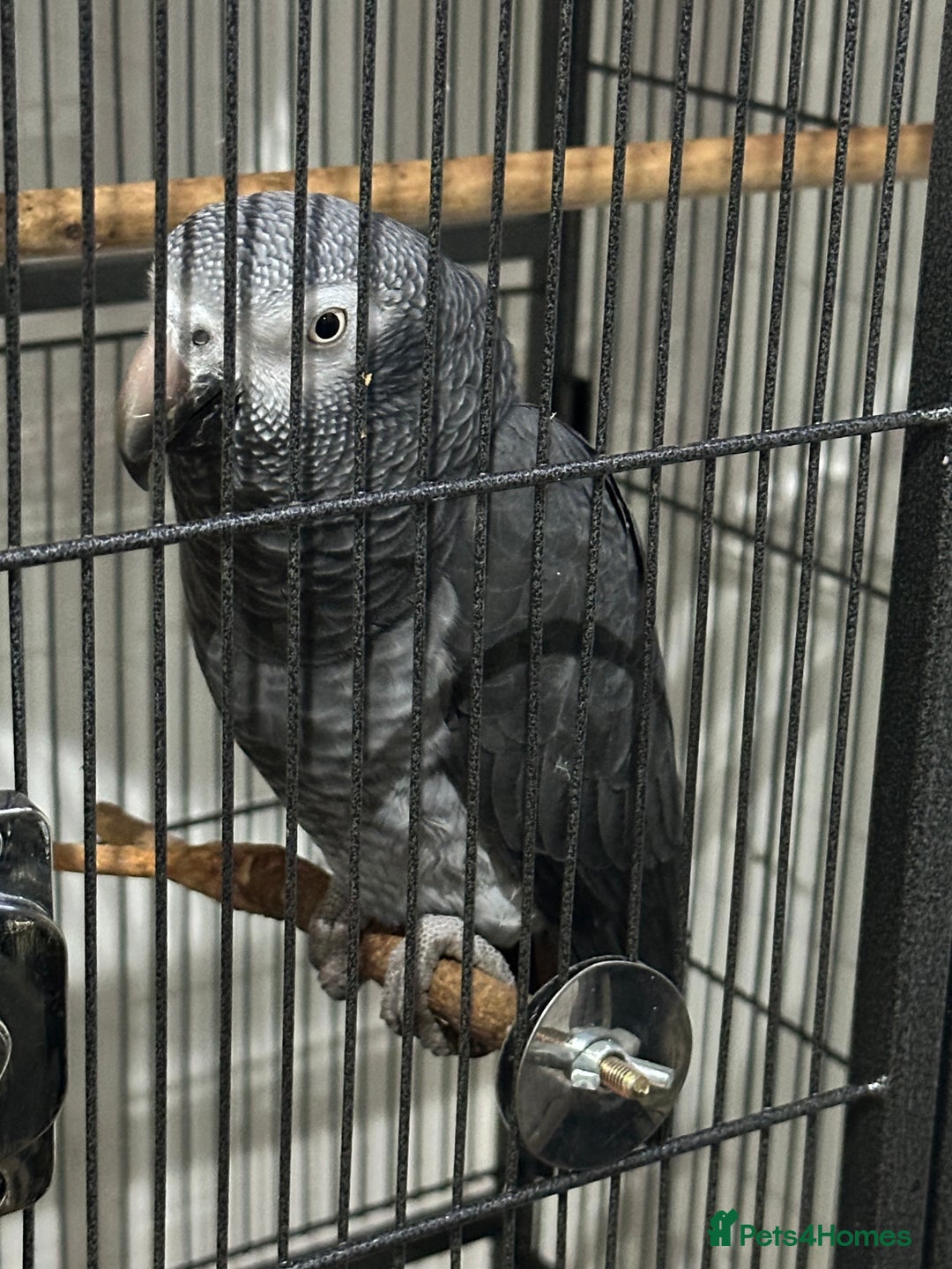 Parrots birds for sale: African Grey Parrot (Male for sale!) - Image 5