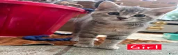 Mixed Breed cats for sale: 2 Grey Kittens  - Advert 8