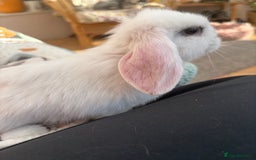 Mini Lop rabbits for sale: Indoor raised Mini lops and lion lops ~vaccinated  - Image 8