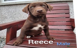 Borador dogs for sale: Chunky Chocolate Puppies  - Image 12