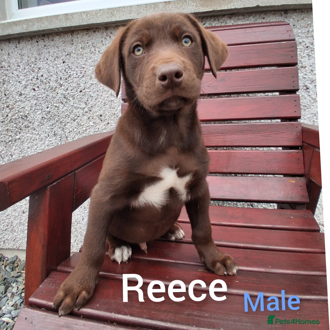 Borador dogs for sale: Chunky Chocolate Puppies  - Image 12