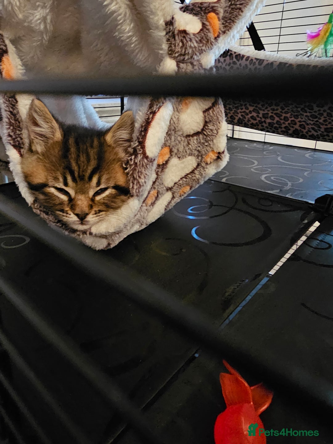 Persian cats for sale: Tabby female with full set up ready to go. - Image 13
