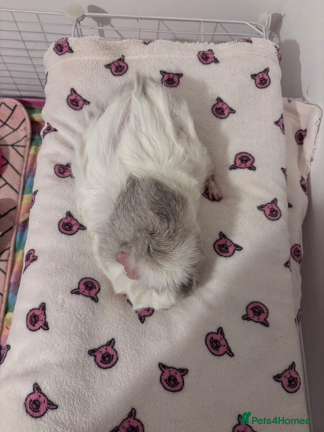 Guinea Pig rodents for sale: Darcy and Daphne - Looking for their forever home - Advert 4