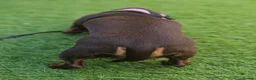 Miniature Dachshund dogs for sale: Rosie, KC-registered Dachshund  - Advert 7