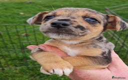 Jack Russell dogs for sale: GORGEOUS JACK RUSSELL PUPPIES  - Image 9