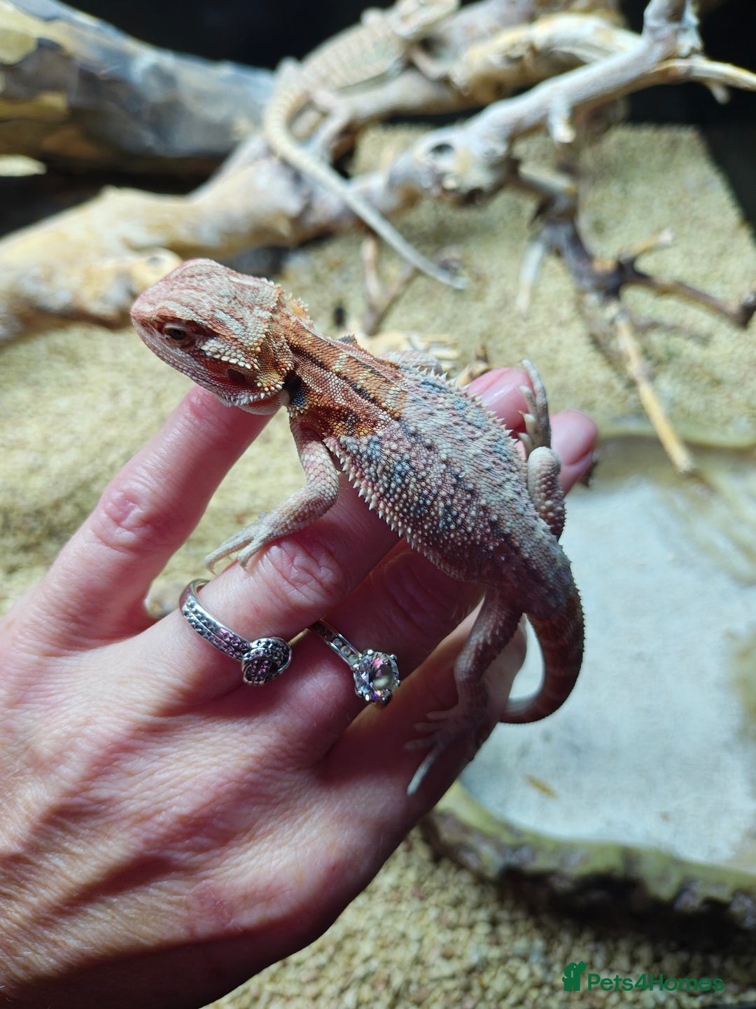 Bearded Dragon reptiles for sale: Bearded dragon babies  - Advert 2