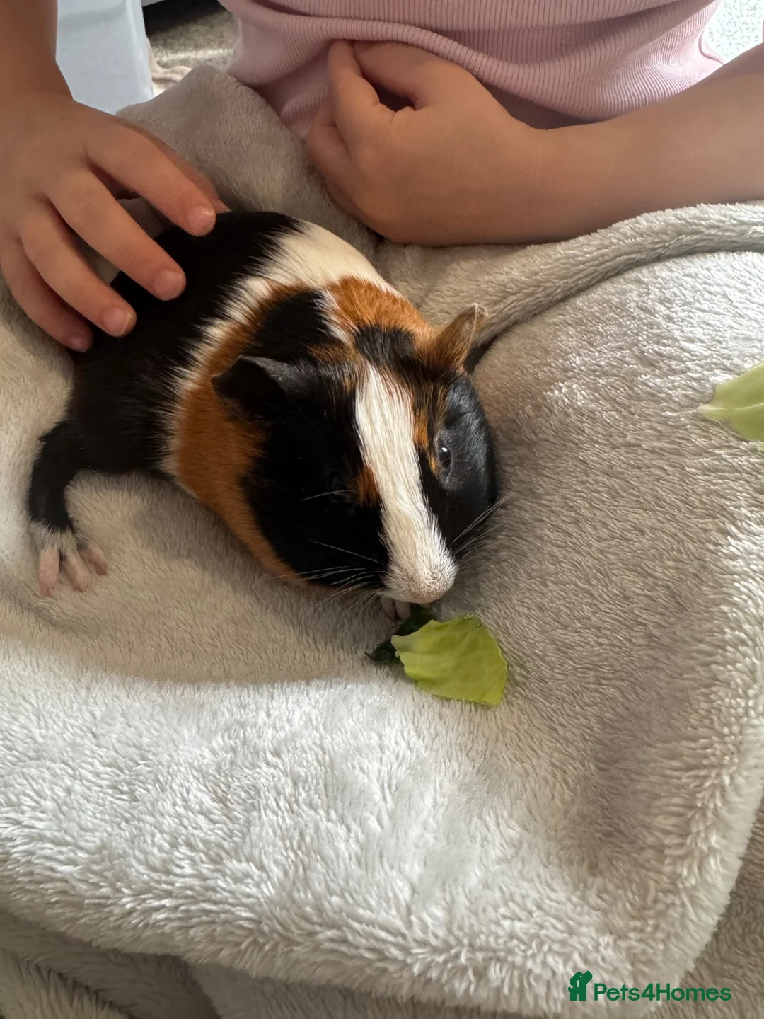 Guinea Pig rodents for sale: Milo & gust  - Advert 1