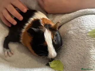 Guinea Pig rodents Milo & gust - Advert 9