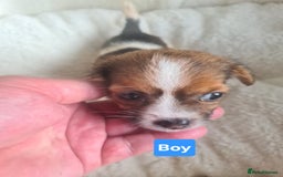 Jack Russell dogs for sale: Jack Russell Puppies | Rough coated | 2 Pups left - Image 9