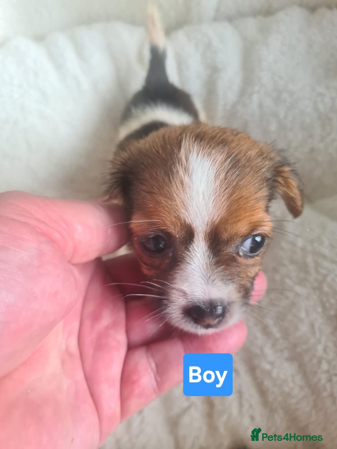 Jack Russell dogs for sale: Jack Russell Puppies | Rough coated | 2 Pups left - Image 9