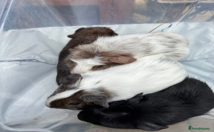Guinea Pig rodents - Advert 2