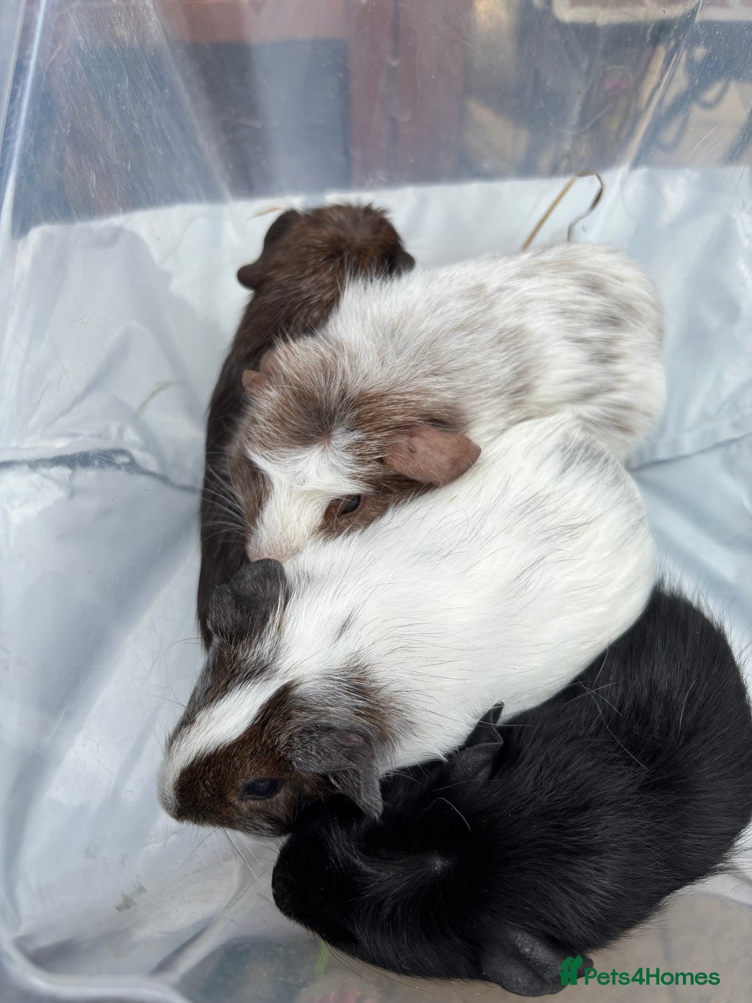 Guinea Pig rodents for sale: 6/7 week old male guinea pigs - Image 1