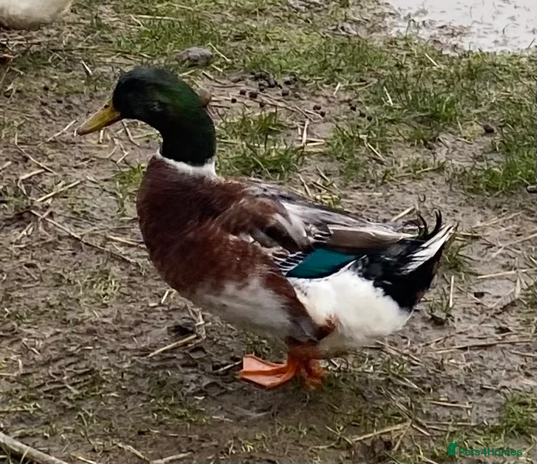 Ducks poultry for sale: Silver Appleyard Ducks   - Advert 2