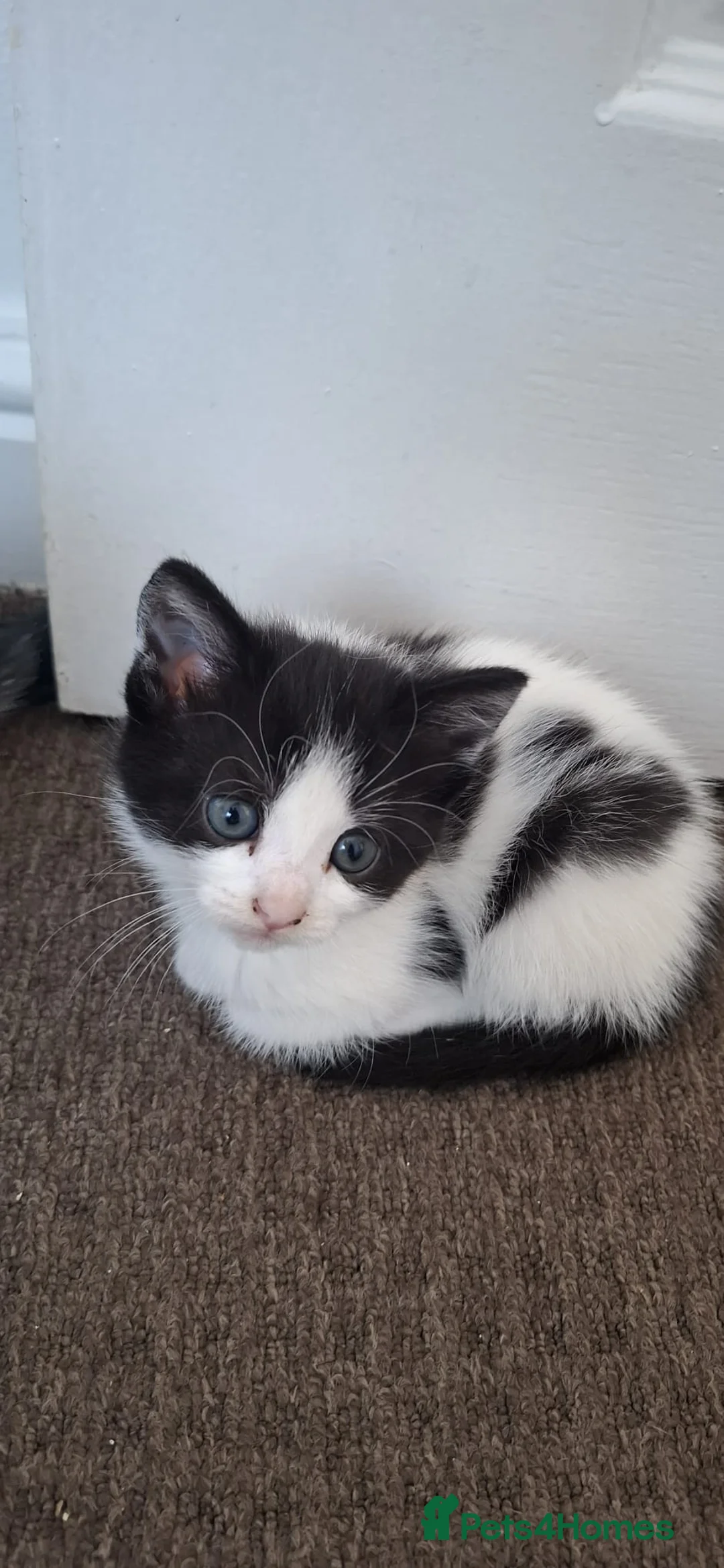 Mixed Breed cats for sale: 4 kittens for sale in Corby - Advert 6