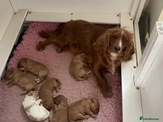 Cockapoo dogs Gorgeous Cockapoos - Advert 7