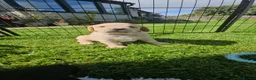 Double Doodle dogs for sale: F2 Miniature Australian Double Doodle  - Advert 25