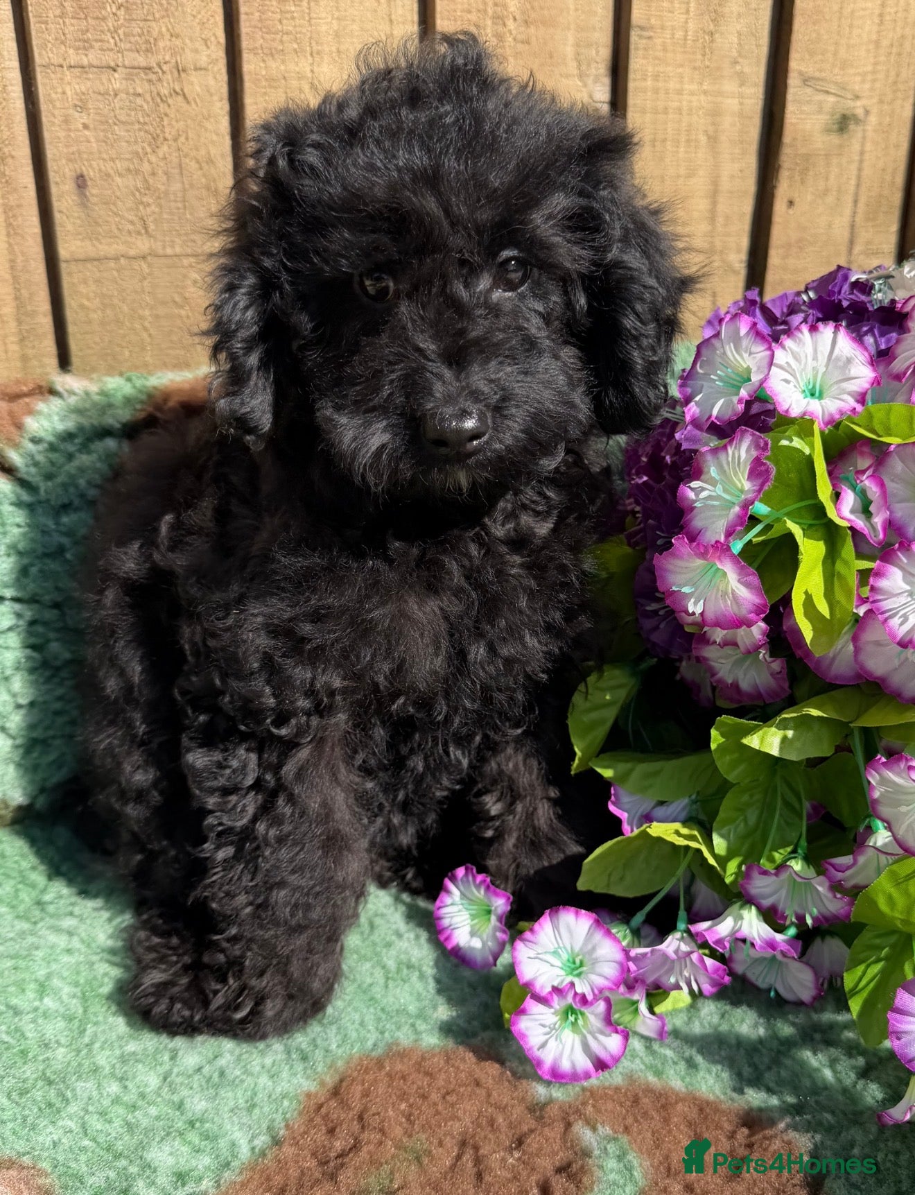 Toy Poodle dogs 🩷💙Beautiful Toy Poodle Puppies💙🩷 - Advert 1