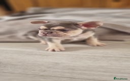French Bulldog dogs for sale: LAST GIRL Chocolate French Bulldog puppies - Image 7