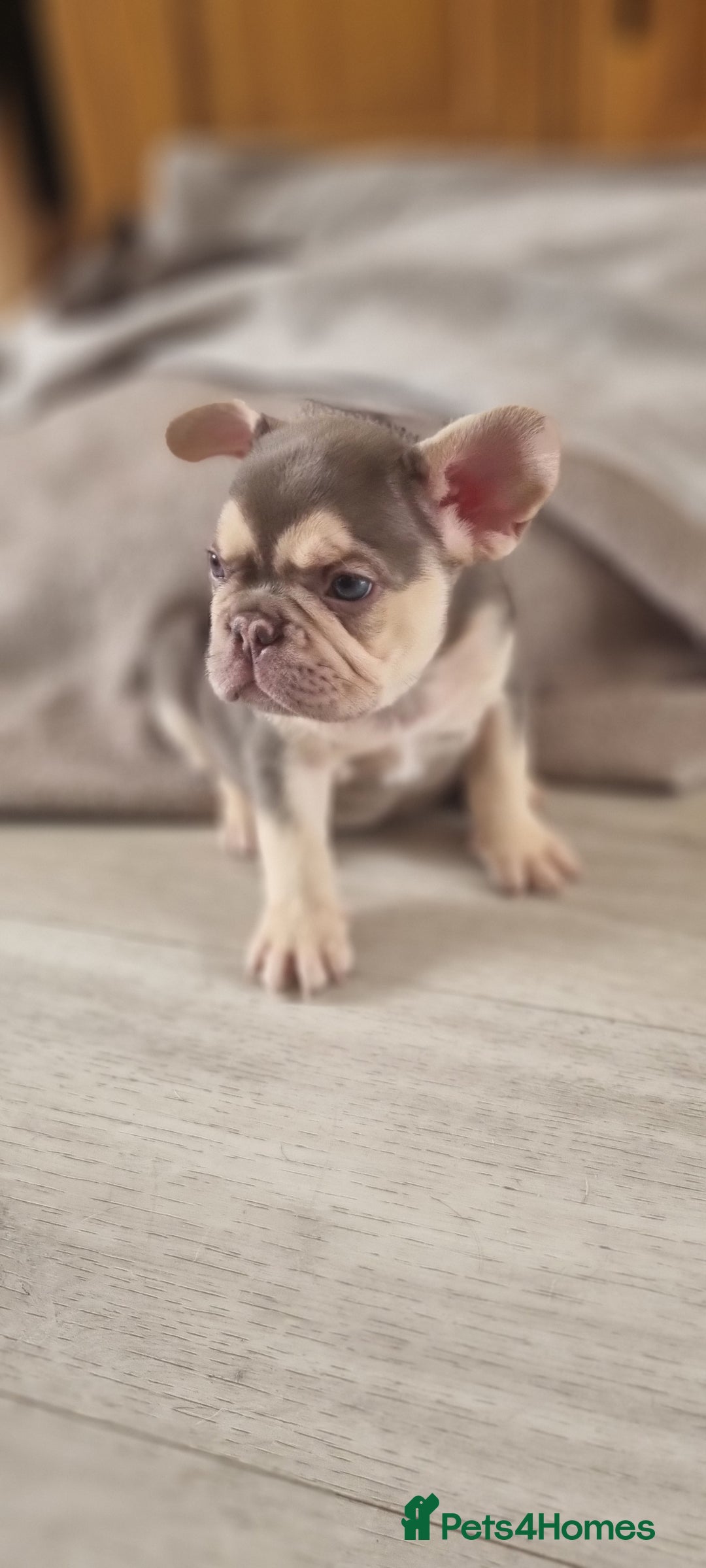 French Bulldog dogs for sale: LAST GIRL Chocolate French Bulldog puppies - Image 7
