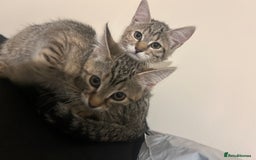 British Shorthair cats for sale: 2 Beautiful Girls Ready to Go - Image 2