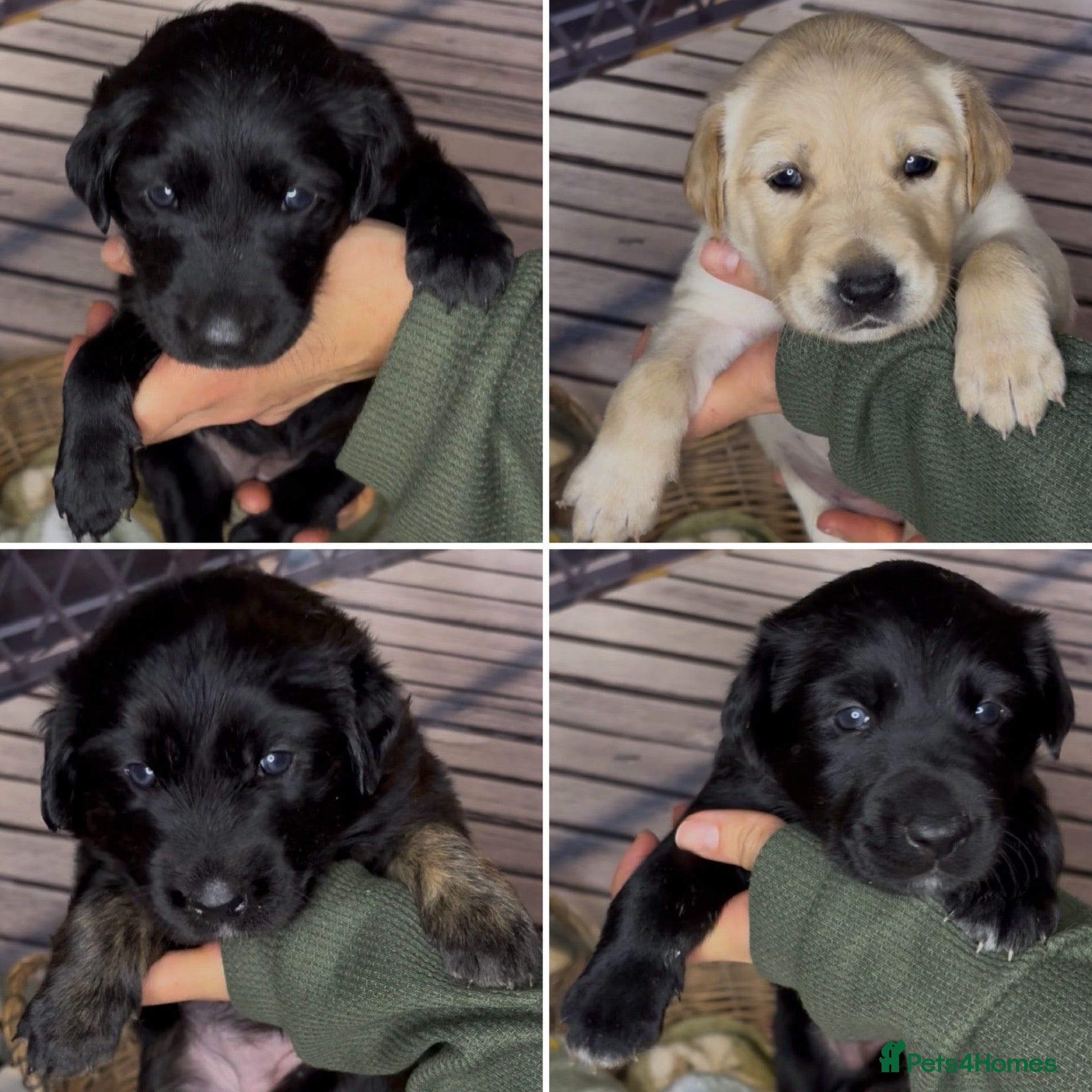 Mixed Breed dogs for sale: Golden Retriever x Border Collie mix - Advert 1