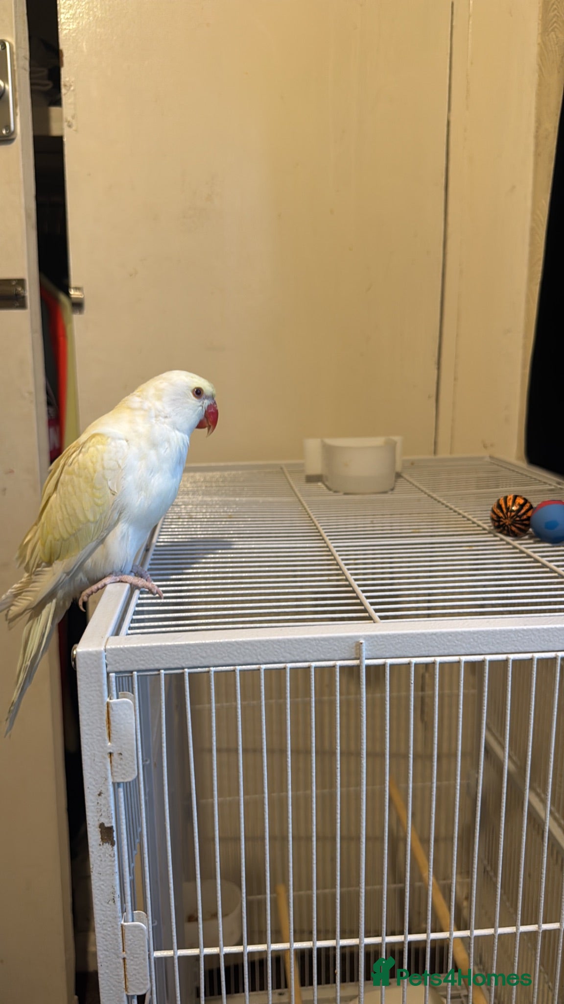 Ringnecks birds Ringneck baby- creamy white with pale yellow wings - Advert 4