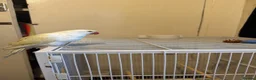 Ringnecks birds for sale: Ringneck baby- creamy white with pale yellow wings - Advert 1