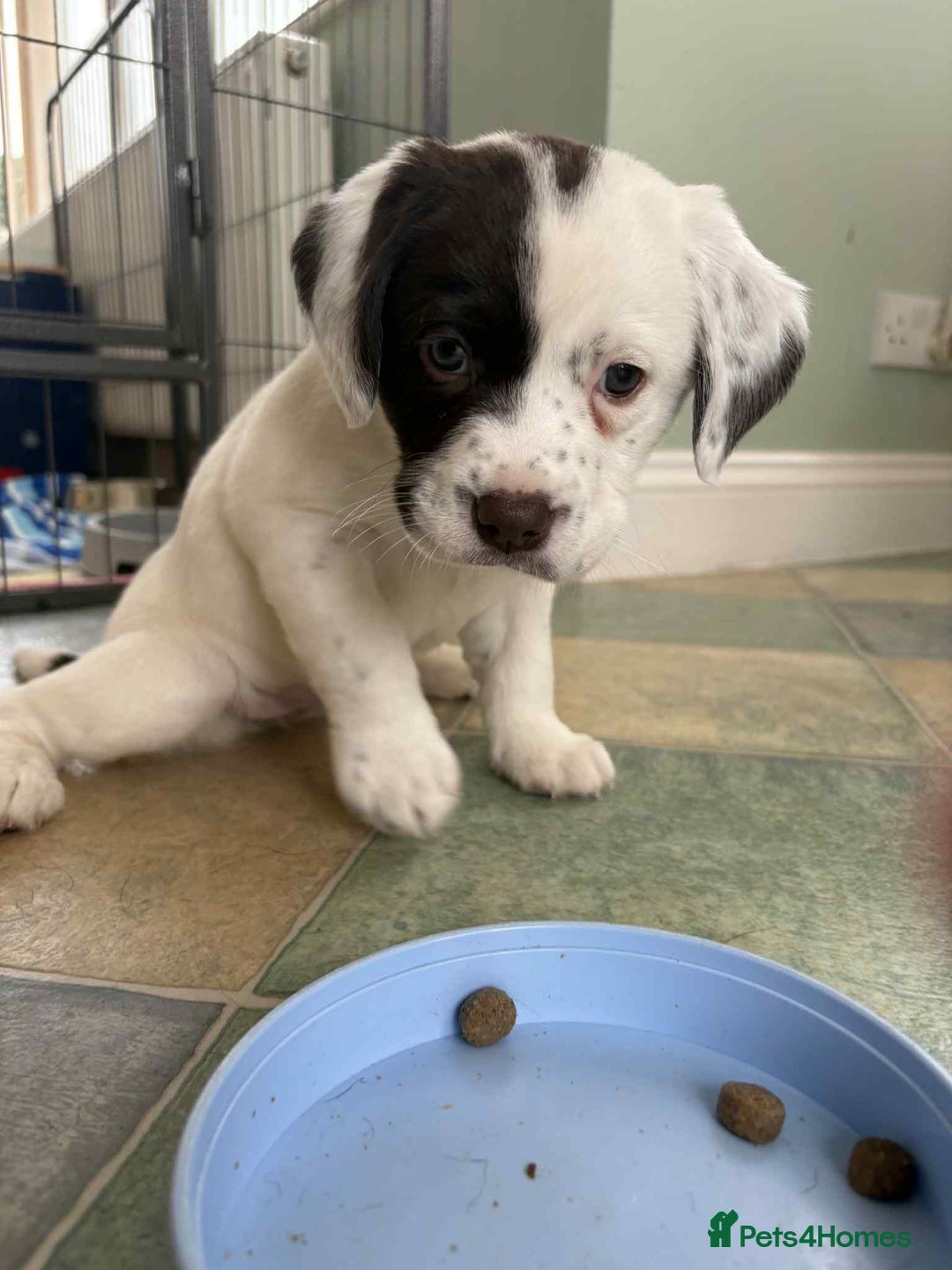 Springador dogs for sale: Springador puppies - Image 6