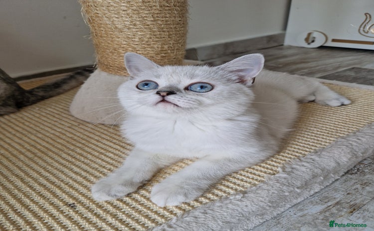 Scottish Fold cats - Advert 4