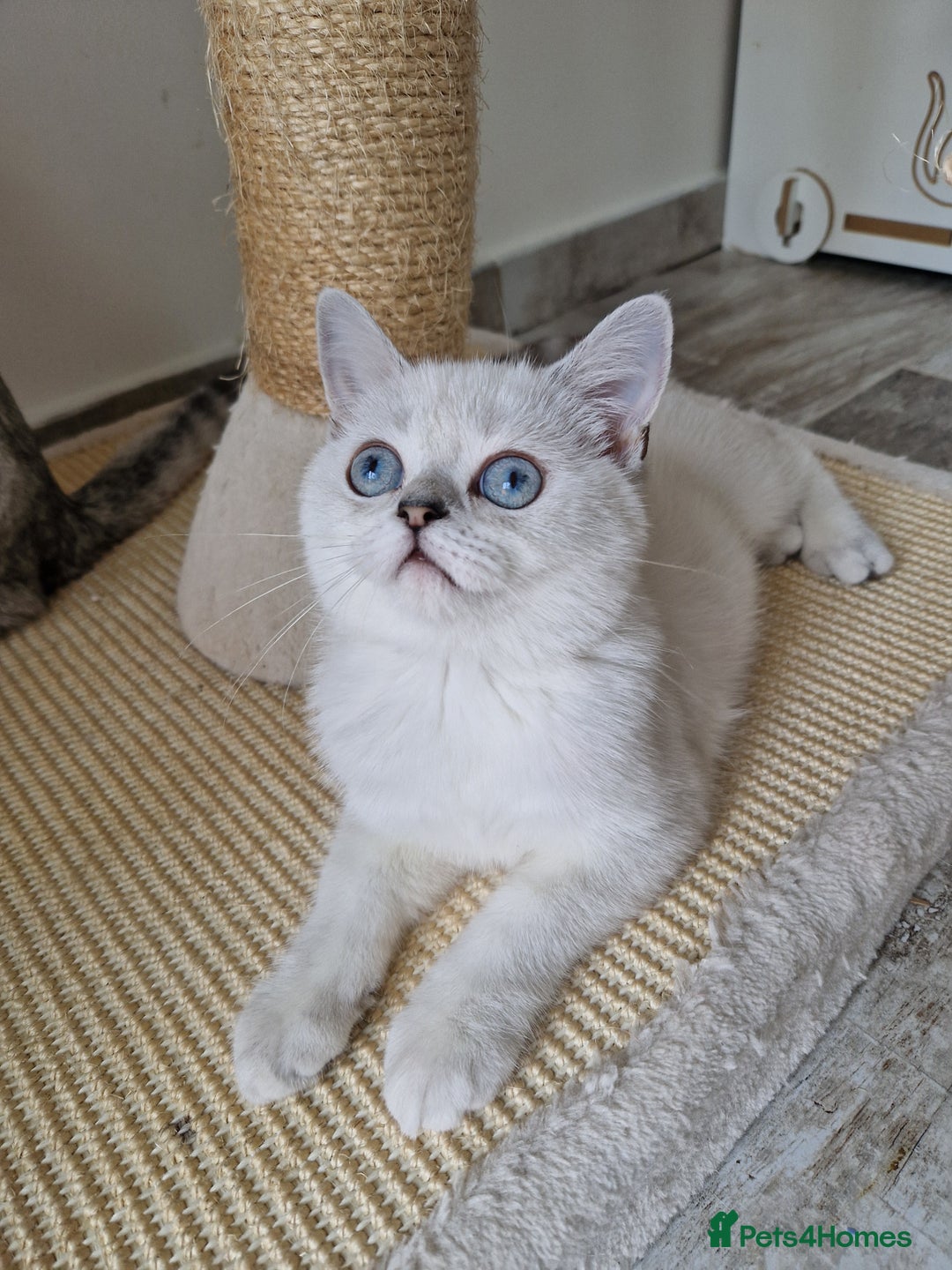 Scottish Fold cats for sale: Schotish straith and fold kittens😻 - Image 1