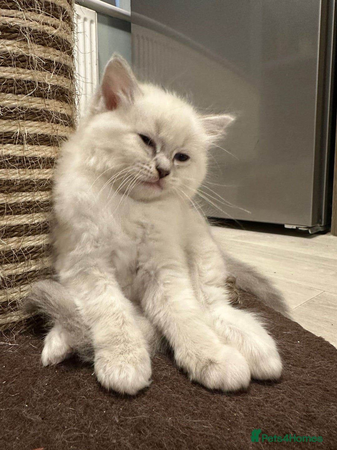Ragdoll cats for sale: READY NOW! Adorable pure breed Ragdoll girl. - Advert 2