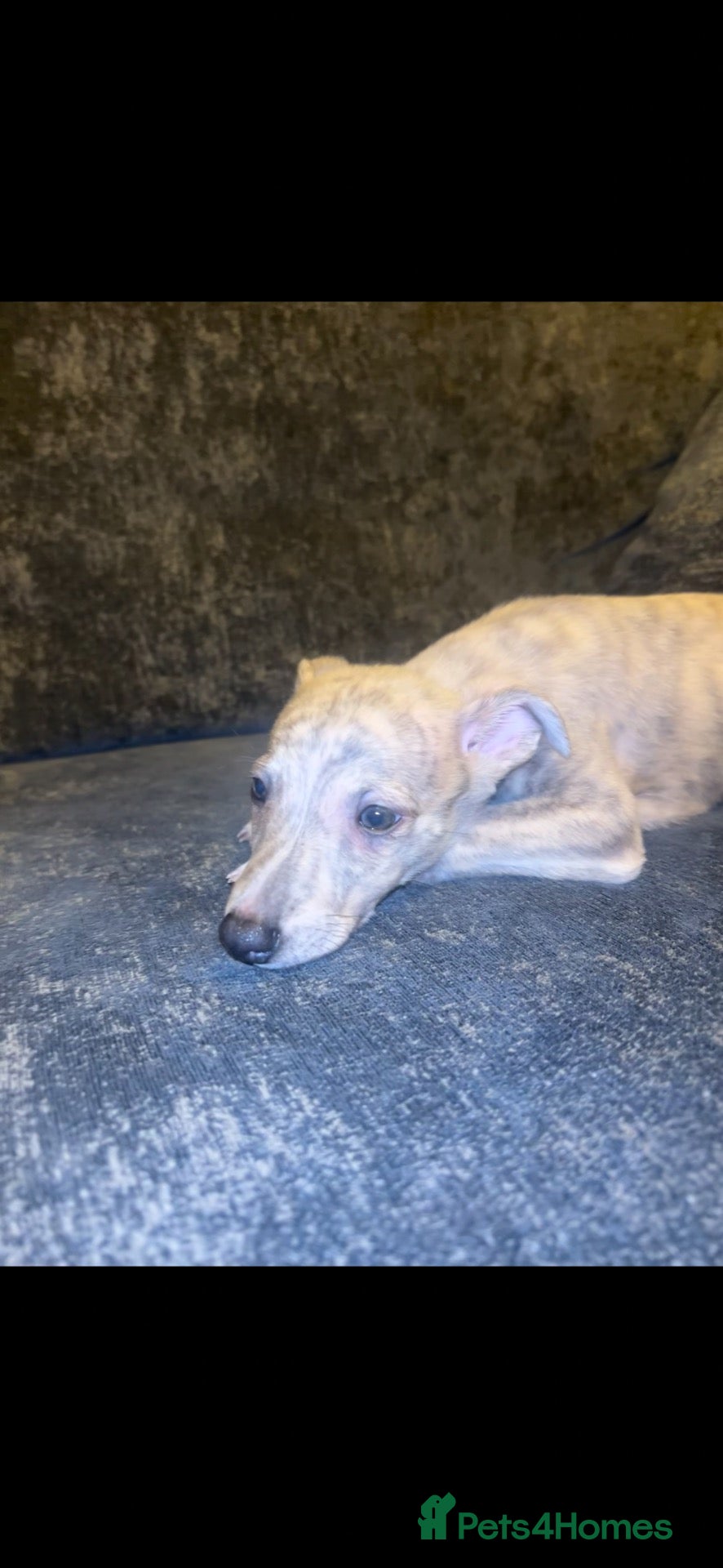 Whippet dogs 2 Stunning KC registered boys left - Advert 2