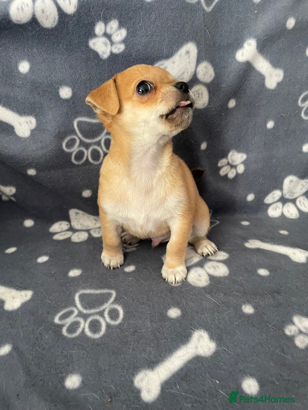 Chihuahua dogs for sale: Chihuahua Puppy 3 - 2 boy, 1 girl  chihuahua  - Image 5