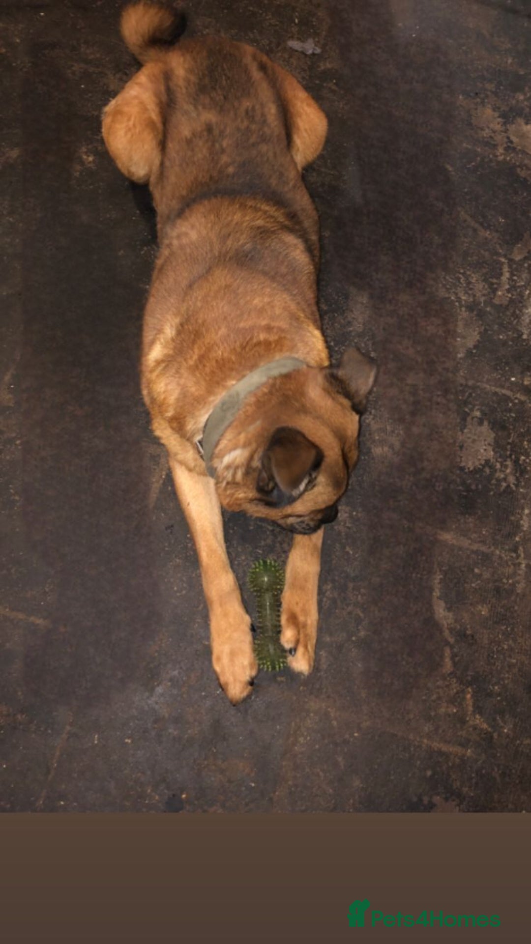 Mixed Breed dogs for sale: cyrus - Advert 2