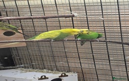 Budgerigars birds for sale: Budgies  - Image 8