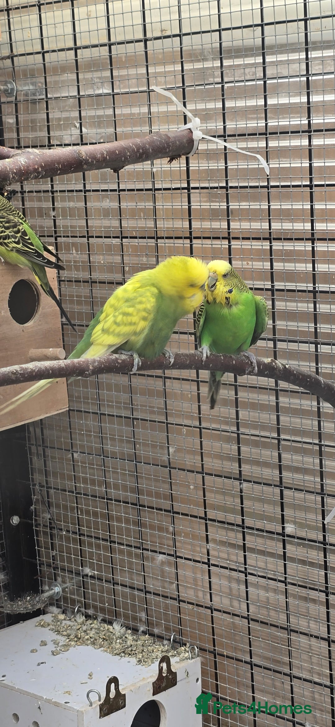 Budgerigars birds for sale: Budgies  - Image 8