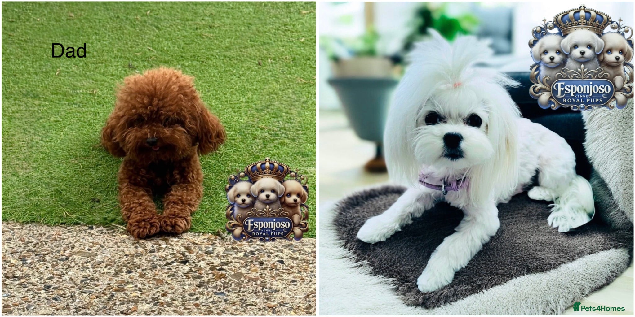 Maltipoo dogs for sale: 👑 Last Exquisite Esponjoso Royal maltipoo Boy 👑 - Advert 8