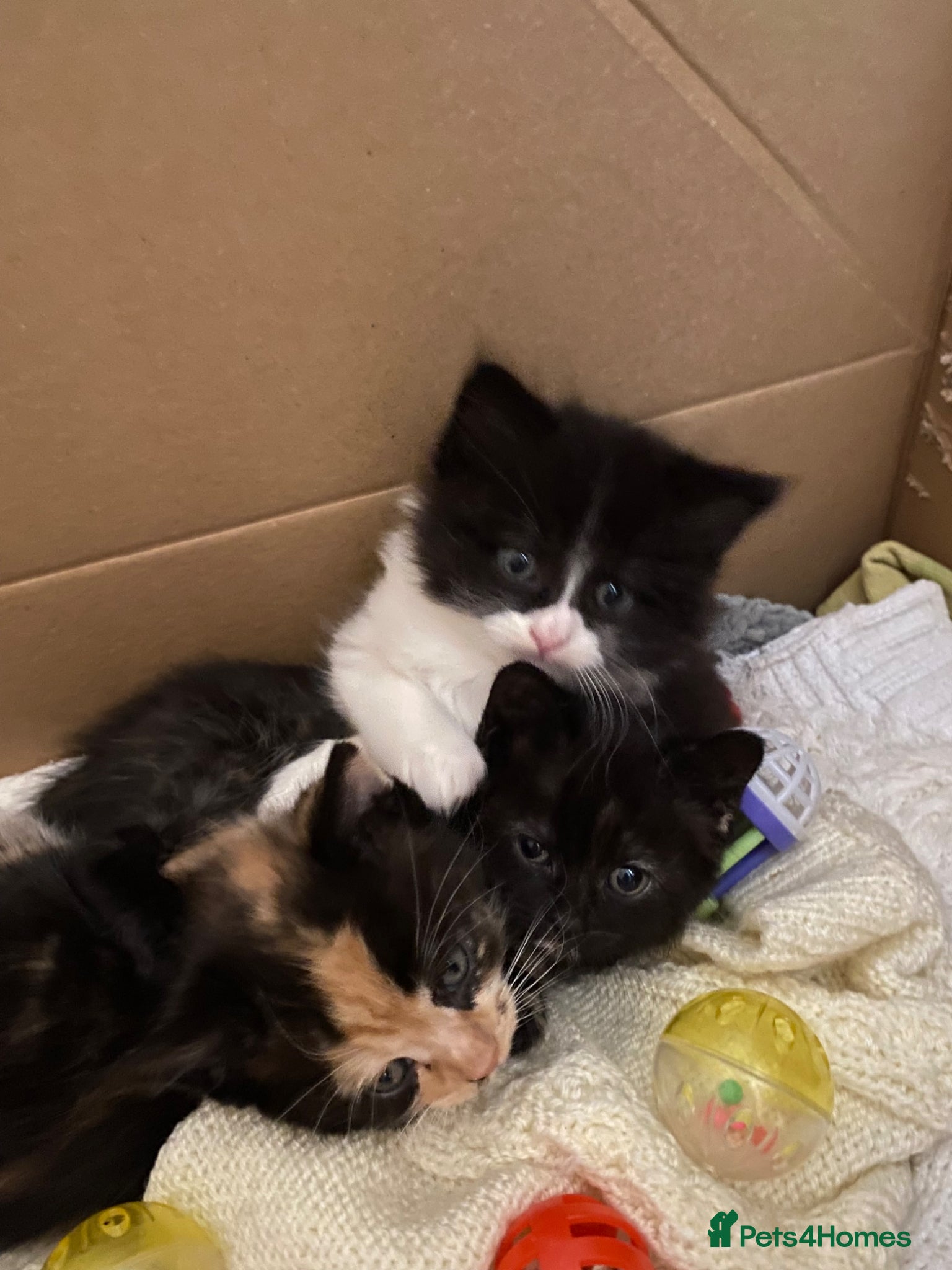 Mixed Breed cats 4 Ragamuffin mix kittens - Advert 2