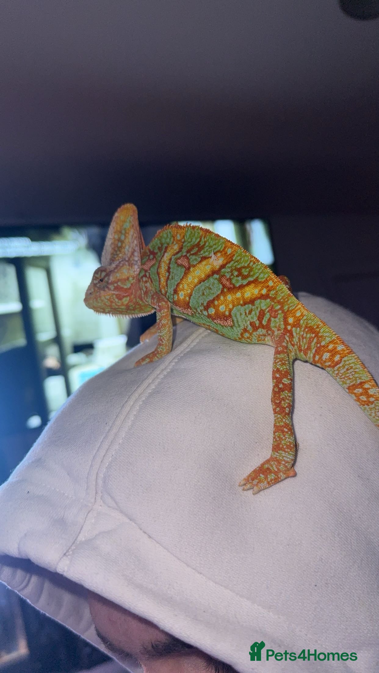 Chameleon reptiles Yemen chameleon + full set up  - Advert 6