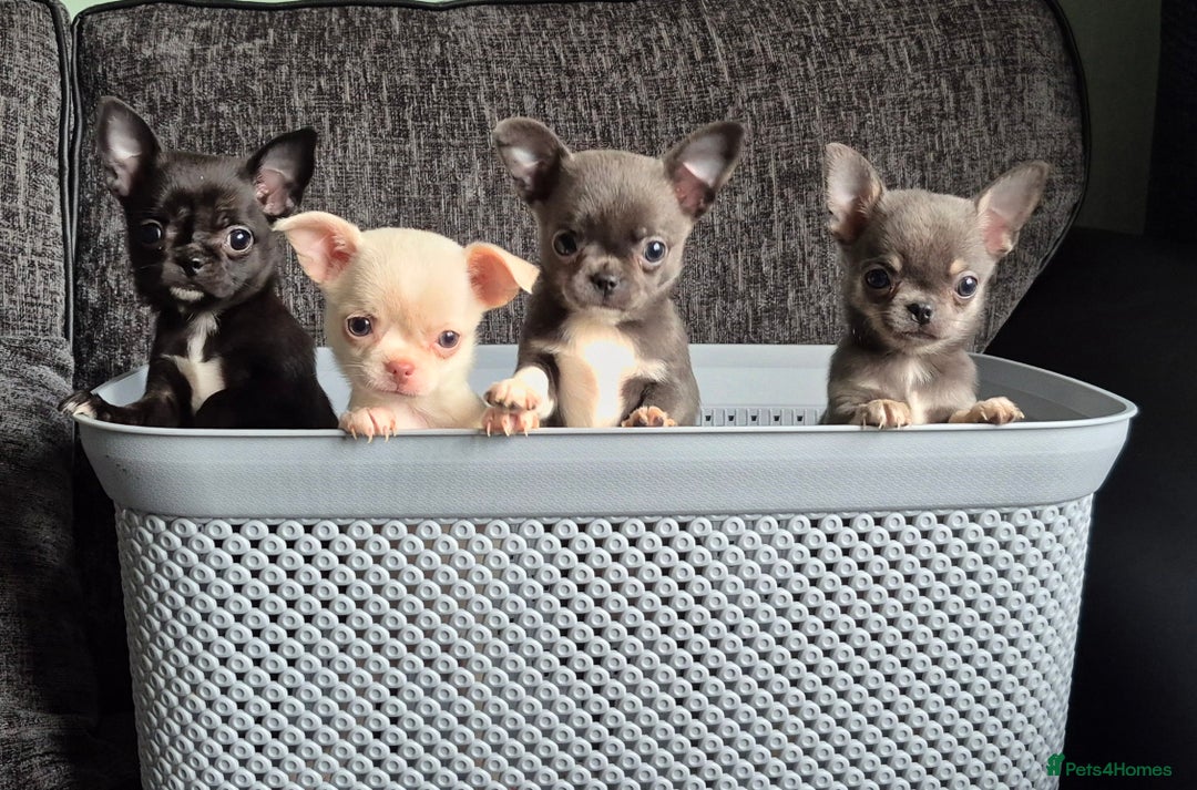 Chihuahua dogs for sale:  🐶 Stunning Chihuahua Puppies 🐶  - Advert 1