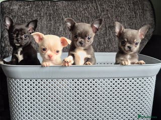 Chihuahua dogs 🐶 Stunning Chihuahua Puppies 🐶 - Advert 9