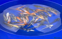 Koi Carp fish for sale: Koi Carp  - Image 1
