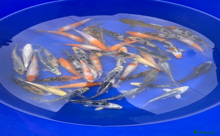 Koi Carp fish - Advert 10
