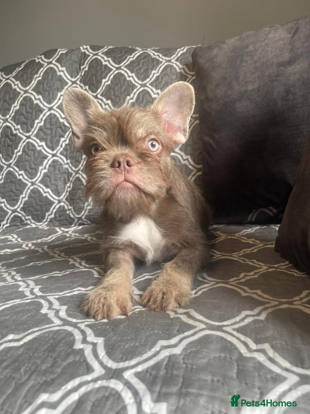 French Bulldog dogs for sale: Big Perm, fluffy and furnished frenchies  - Advert 11